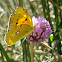 Mariposa Colias croceus