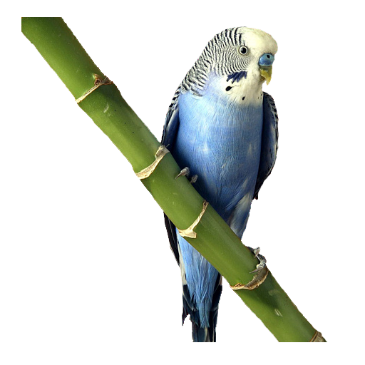 Widgets store: Blue parrot