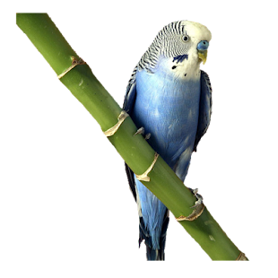 Lastest Widgets store: Blue parrot APK