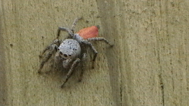 Decorus jumping spider