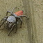 Decorus jumping spider
