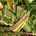 Spotted Bird Wing Grasshopper
