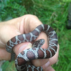 Eastern Milksnake