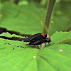 Red-necked Cane Borer