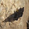 Golden-headed Scallopwing skipper