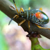 Bordered plant bug (nymph)