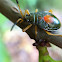 Bordered plant bug (nymph)