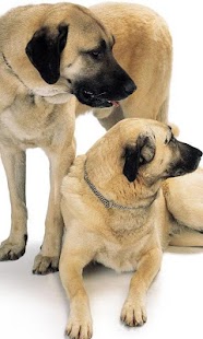 How to mod Anatolian Shepherd Puzzle 1.0 unlimited apk for pc
