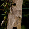Woodpecker nest