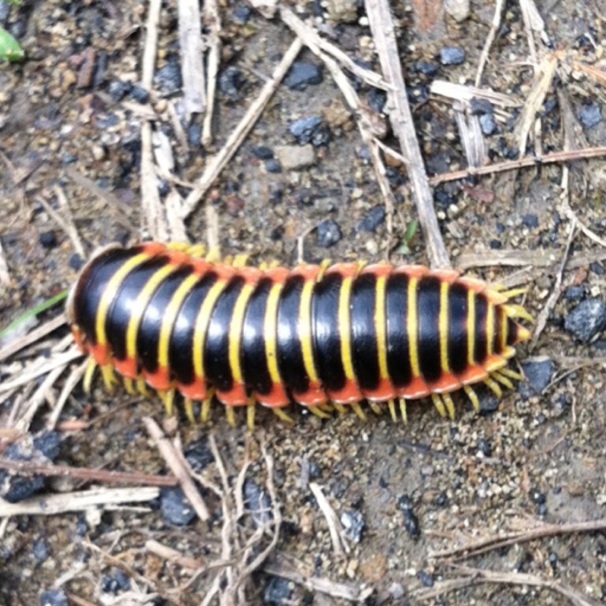 Flat Millipede