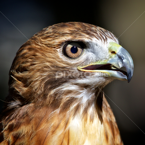 Portrait of a red-tailed hawk by Sandy Scott - Animals Birds