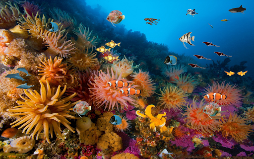免費下載個人化APP|Coral reef free live wallpaper app開箱文|APP開箱王