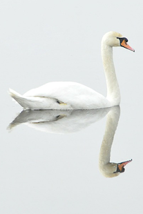 How to mod Mirror Effect Photo 1.0 unlimited apk for pc