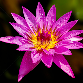 by Germzki Hitch Cardenas - Flowers Single Flower