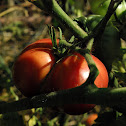 German Johnson Tomato
