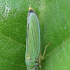 Leafhopper