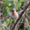 Subalpine Warbler; Curruca carrasqueña