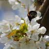 White-Tailed Bumblebee