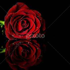 by PINAKI MITRA - Flowers Flowers 2011-2013