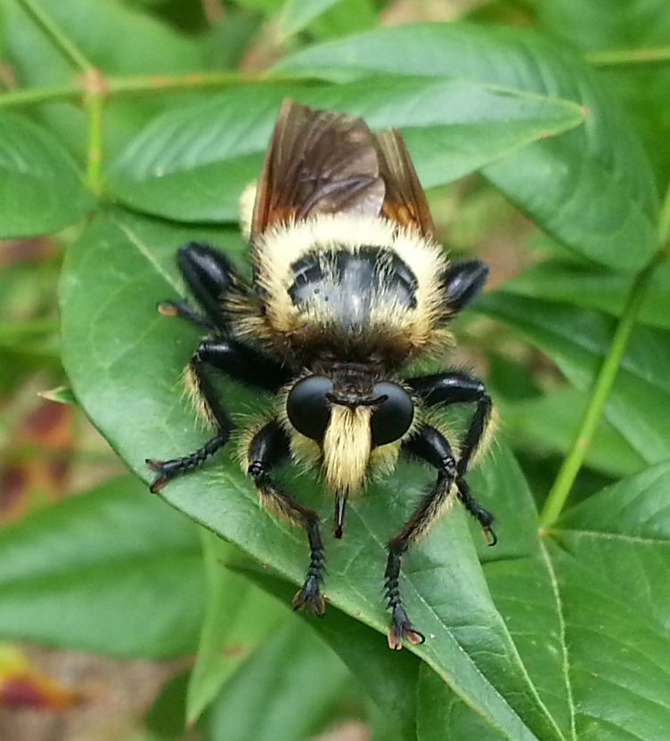 Sacken's Bee Hunter