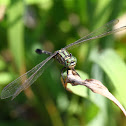 Green Marsh Hawk