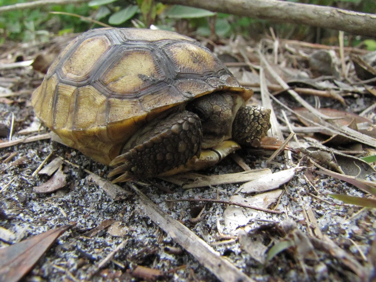 Gopher tortoise, juvenile