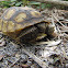 Gopher tortoise, juvenile