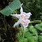 Trichopilia orchid