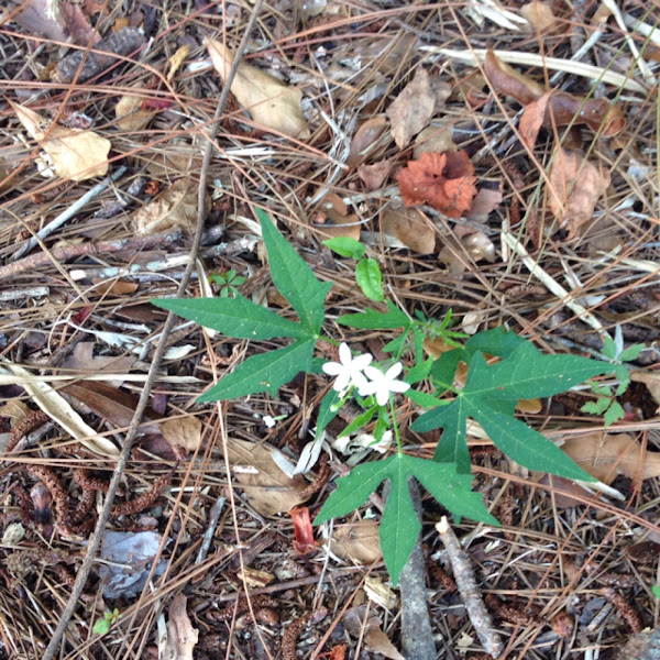 Bull Nettle/Florida Stinging Nettle Project Noah