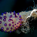 Purple-tipped Janolus Nudibranch