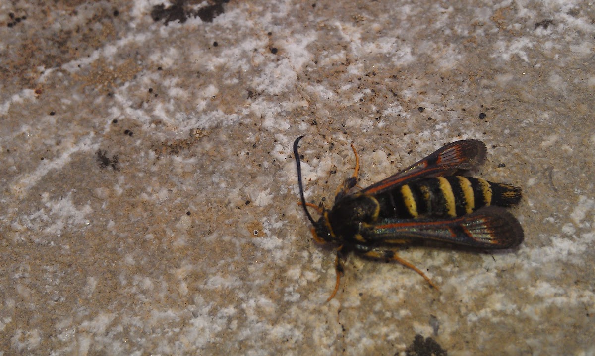Fireweed Clearwing Moth