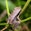 Dark-sided Chorus Frog