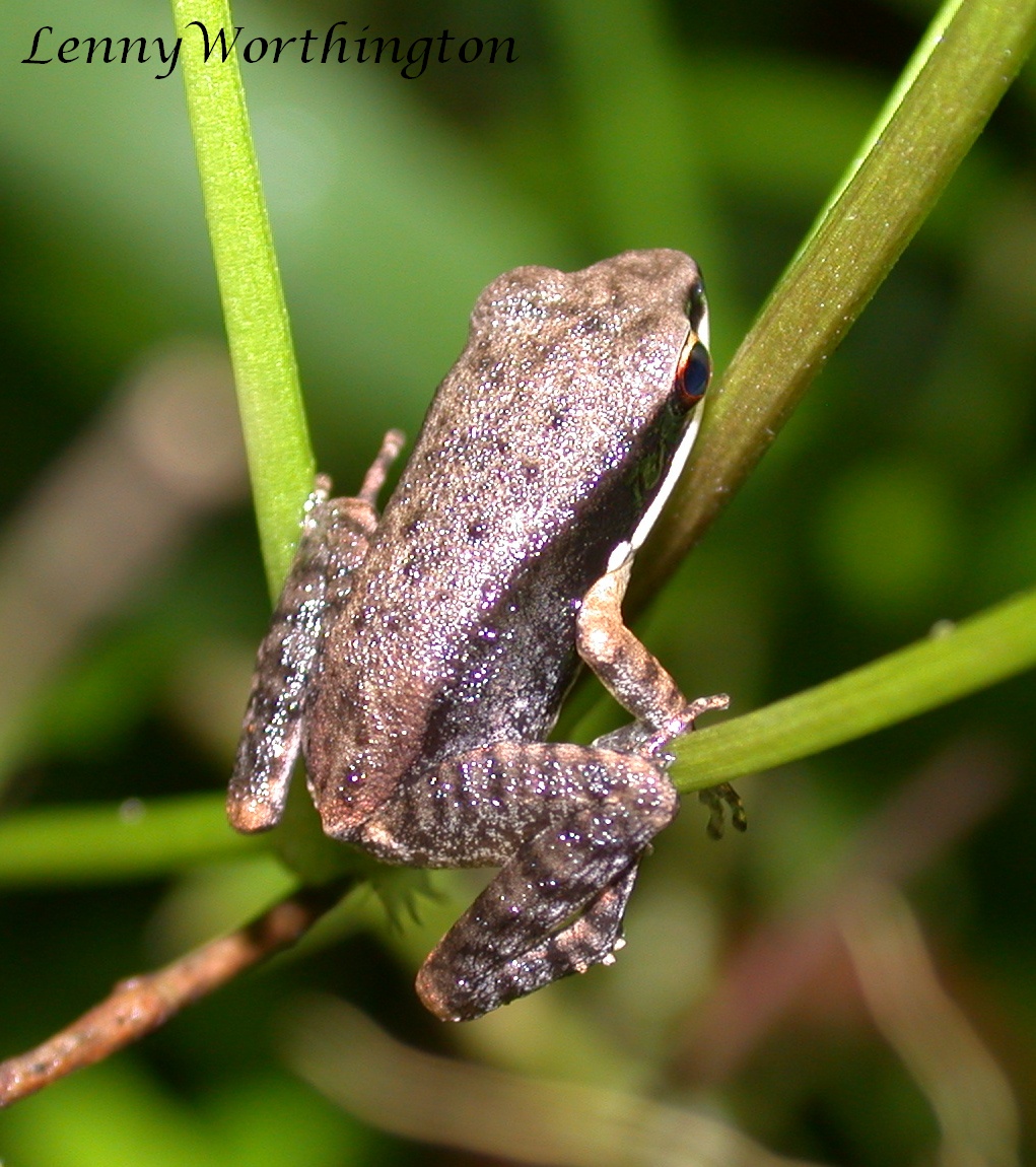 Dark-sided Chorus Frog