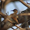 Purple-rumped Sunbird (female)
