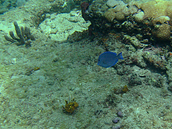 Blue Tang | Project Noah