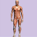 Spanish Medical Anatomy Guide