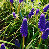 Grape Hyacinth