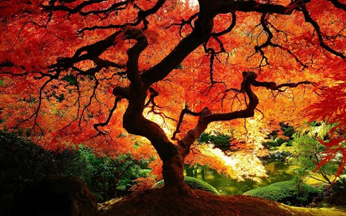 How to mod Autumn Wallpaper 1.01 unlimited apk for pc