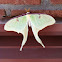 Luna moth