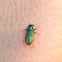 Jewel Beetle ♂