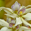 Butterfly Orchid, Orquidea Mariposa