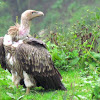 Himalayan Griffon