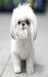 SHIH TZU