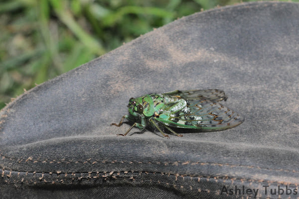 Giant Forest Cicada | Project Noah