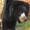 Indian Sloth Bear