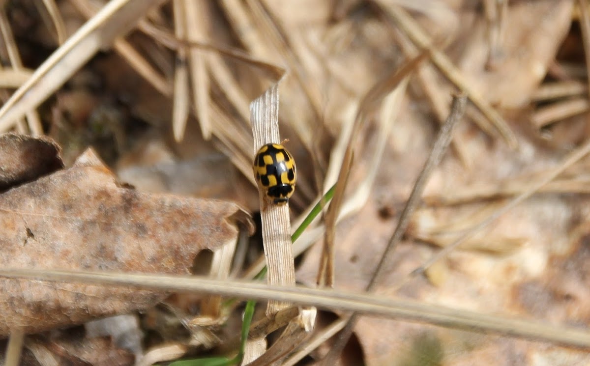 Fourteen-spotted Lady Beetle
