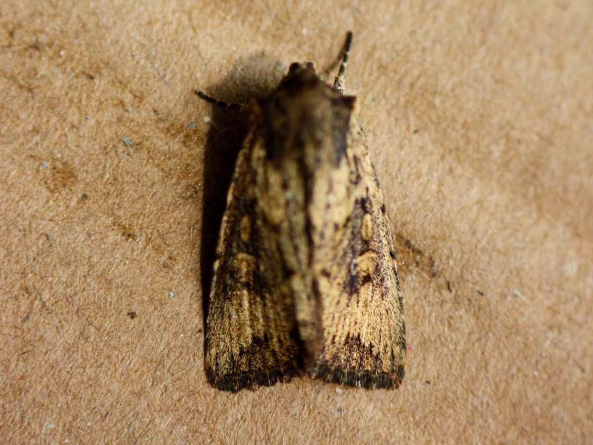 Bogong moth