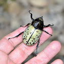 Hercules Beetle (male)