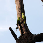 Rose ringed Parakeet