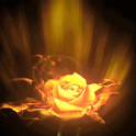 Beaming Rose Live Wallpaper
